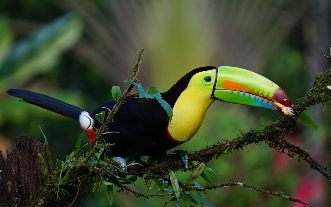 Tucán, viaje a Costa Rica con Viajes Gangas