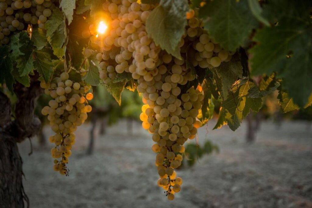 Viñedos de manzanilla, Sanlúcar de Barrameda, Cádiz